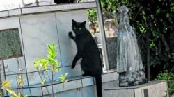 Gatos no Cemitério Municipal São João Batista recebem cuidados por uma voluntária. Animais foram abandonados no local