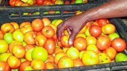 O preço do tomate voltou a subir, com isso os consumidores têm procurado por produtos substitutos para fazer economia