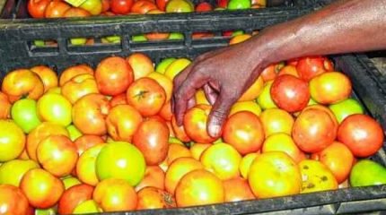 O preço do tomate voltou a subir, com isso os consumidores têm procurado por produtos substitutos para fazer economia