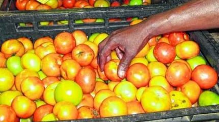 O preço do tomate voltou a subir, com isso os consumidores têm procurado por produtos substitutos para fazer economia