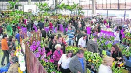 PAIXÃO RIO-CLARENSE: Exposição de Orquídeas é uma das atividades da programação e acontece nos dias 26, 27 e 28
