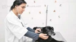 Campanha visa a arrecadar cobertores ao Canil Municipal