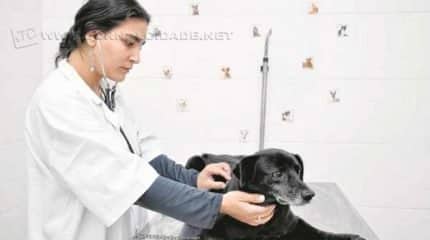 Campanha visa a arrecadar cobertores ao Canil Municipal