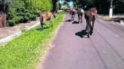 Vários cavalos são flagrados pelos moradores circulando pelas ruas do bairro Recreio das Águas Claras (Foto enviada por moradores)