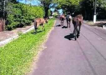 Vários cavalos são flagrados pelos moradores circulando pelas ruas do bairro Recreio das Águas Claras (Foto enviada por moradores)