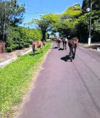 Vários cavalos são flagrados pelos moradores circulando pelas ruas do bairro Recreio das Águas Claras (Foto enviada por moradores)
