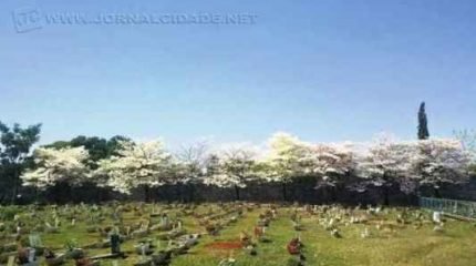 Dignidade e respeito aos animais: em um cemitério de animais em Piracicaba, cerca de 40% dos bichos enterrados no local são de Rio Claro