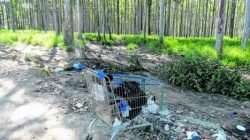 Descartes irregulares de lixo em bairros que margeiam a Floresta Estadual Edmundo Navarro de Andrade são determinantes para que as chamas se iniciem e se propaguem pela área