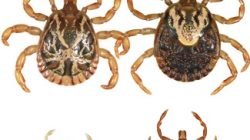 Amblyomma cajennense: carrapato estrela (Divulgação)