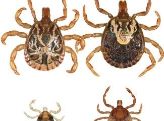 Amblyomma cajennense: carrapato estrela (Divulgação)