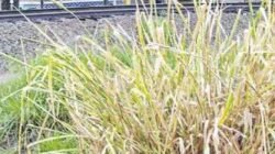 Entorno de linha férrea no Saúde motiva reclamação de moradora da Rua Marginal