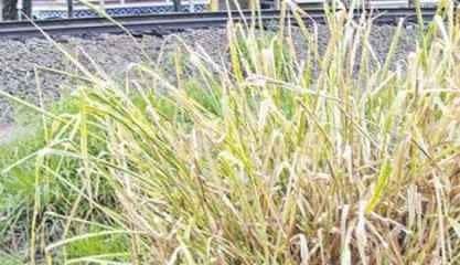 Entorno de linha férrea no Saúde motiva reclamação de moradora da Rua Marginal