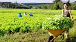Agricultura Familiar em Rio Claro/SP