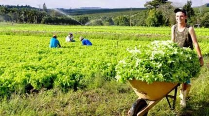 Agricultura Familiar em Rio Claro/SP