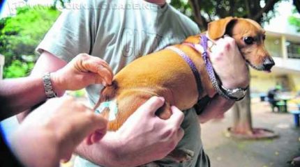 A campanha municipal de vacinação antirrábica contempla apenas os animais de pequeno porte (cães e gatos)