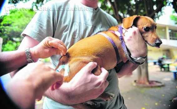 A campanha municipal de vacinação antirrábica contempla apenas os animais de pequeno porte (cães e gatos)