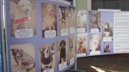 Painel, que apresenta alguns dos cachorros que esperam por adoção, está na entrada da antiga Estação Ferroviária