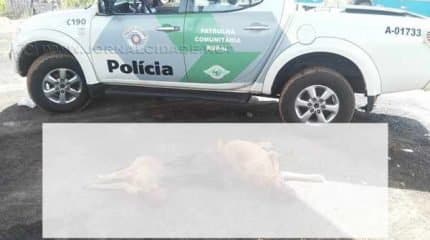 Polícia Militar Ambiental flagrou os animais mortos em Corumbataí