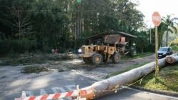 Equipes trabalham para a remoção do eucalipto no antigo Horto Florestal