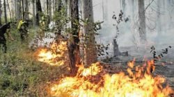 Incêndio ocorrido na Floresta Estadual em maio do ano passado (Foto: Arquivo JC)
