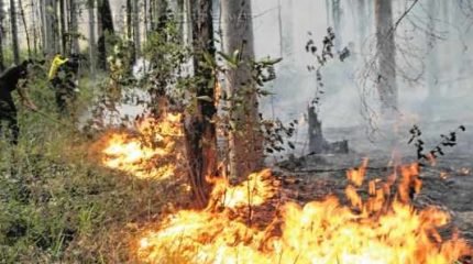 Incêndio ocorrido na Floresta Estadual em maio do ano passado (Foto: Arquivo JC)