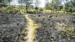 A área localizada entre os bairros São Miguel e Vila Industrial foi bastante atingida pelo incêndio de chamas rasteiras