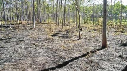 Incêndio que queimou cerca de 10 mil metros quadrados de área da Feena foi rasteiro e não chegou às copas das árvores