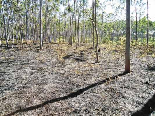 Incêndio que queimou cerca de 10 mil metros quadrados de área da Feena foi rasteiro e não chegou às copas das árvores