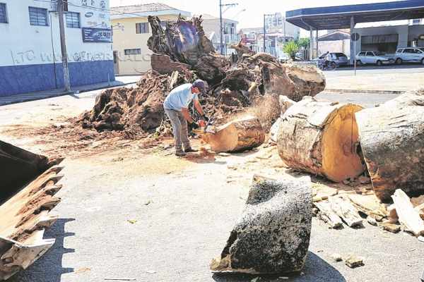 Equipe da Secretaria Municipal de Manutenção e Paisagismo trabalhando na remoção do tronco da figueira nessa quinta (3)