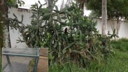 Animal foi resgatado e receberá atendimento veterinário