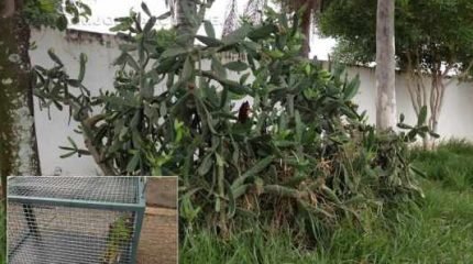 Animal foi resgatado e receberá atendimento veterinário