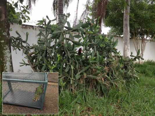 Animal foi resgatado e receberá atendimento veterinário