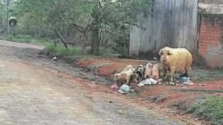 Porca com filhotes flagrados em rua do Jardim Nova Rio Claro