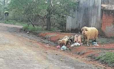 Porca com filhotes flagrados em rua do Jardim Nova Rio Claro