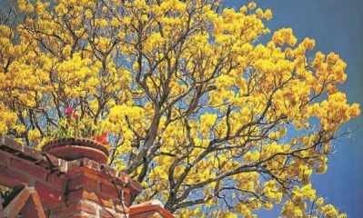 A primavera é a estação mais florida do ano e marca a transição entre um período seco de outro chuvoso