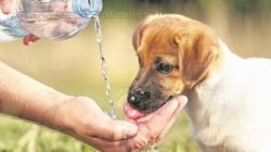 Assim como os humanos, os animais devem ser protegidos e beber bastante água durante a realização das caminhadas