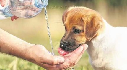Assim como os humanos, os animais devem ser protegidos e beber bastante água durante a realização das caminhadas