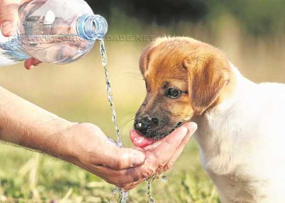 Assim como os humanos, os animais devem ser protegidos e beber bastante água durante a realização das caminhadas