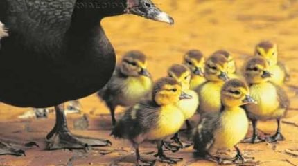 A pata selvagem apareceu em uma residência no bairro Cidade Jardim, em um condomínio fechado; após alguns dias, nove patinhos nasceram. Família já fez contato com a polícia florestal