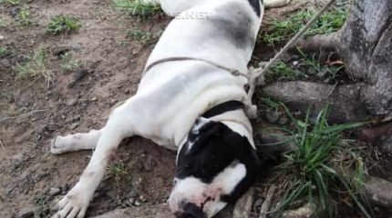 Moradores prenderam o cão por medo de ataque