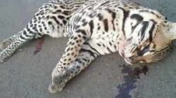 Animais de pequeno e médio porte são atropelados nas rodovias da região