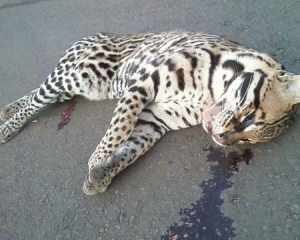 Animais de pequeno e médio porte são atropelados nas rodovias da região