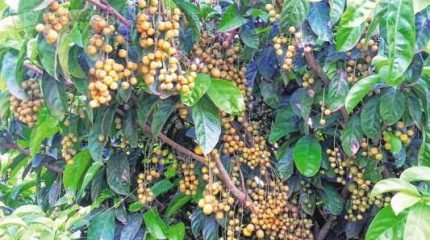 Oriunda da Malásia, a fruta mafai está sendo produzida na Estância das Frutas, apresentada em cachos, seu sabor é agridoce