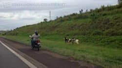 Animais estavam na Rod. Washington Luís e foram ‘tocados’ para o acostamento por um motociclista que passava pelo local