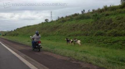 Animais estavam na Rod. Washington Luís e foram ‘tocados’ para o acostamento por um motociclista que passava pelo local