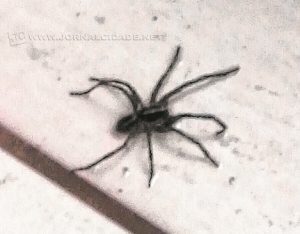 Aranha encontrada em apartamento (foto enviada pelo leitor Juliano Vioto)