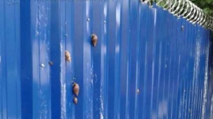 O CCZ não recomenda o uso dos caramujicidas, porque não existe antídoto e pode matar animais e humanos se ingeridos