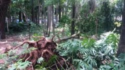 SEM GARANTIAS DE SEGURANÇA: de acordo com as autoridades, nem mesmo as árvores em bom estado estão livres de quedas, por fatores climáticos