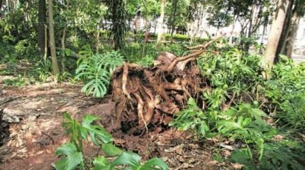 MEDO: essa árvore não resistiu à força dos ventos e caiu