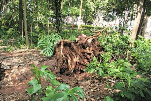 MEDO: essa árvore não resistiu à força dos ventos e caiu